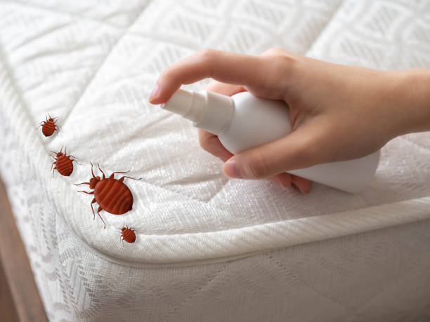 Best Flea Control Services  in Winchester, CA